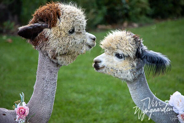 7P8A5979 working.jpg