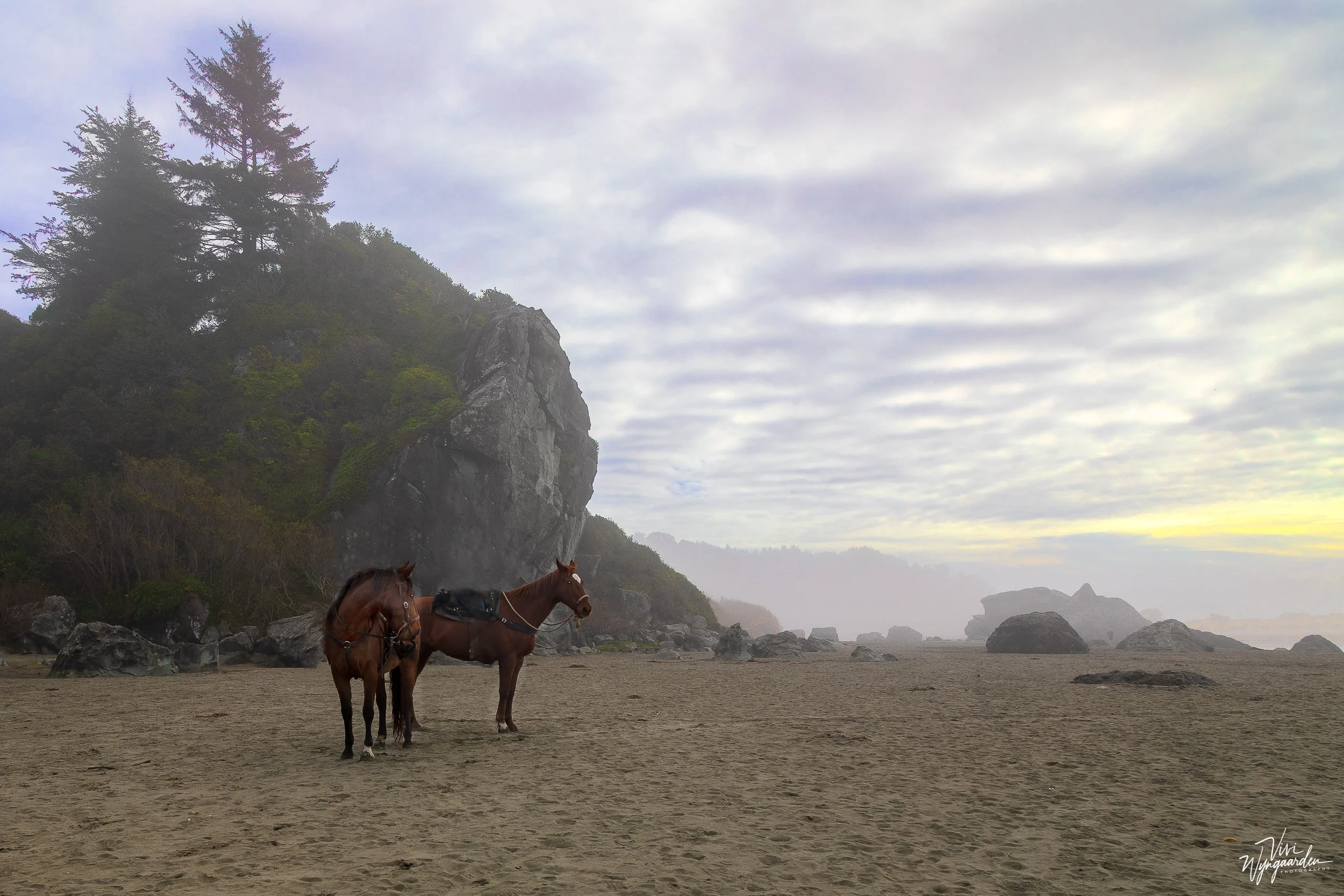 7P8A8848-horses on beach.jpg
