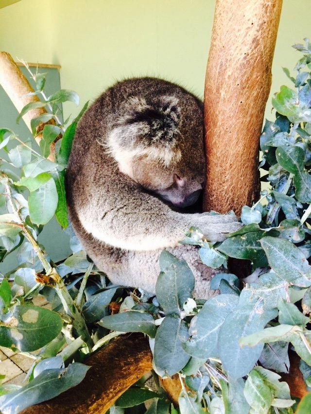 Bonorong Wild Life Sanctuary, Tasmania (25).JPG