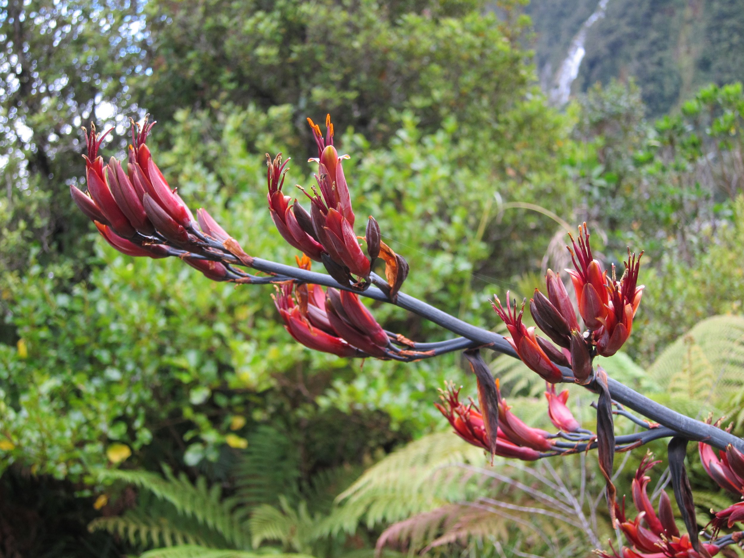 Flax Flower Southern Alps NZ.JPG