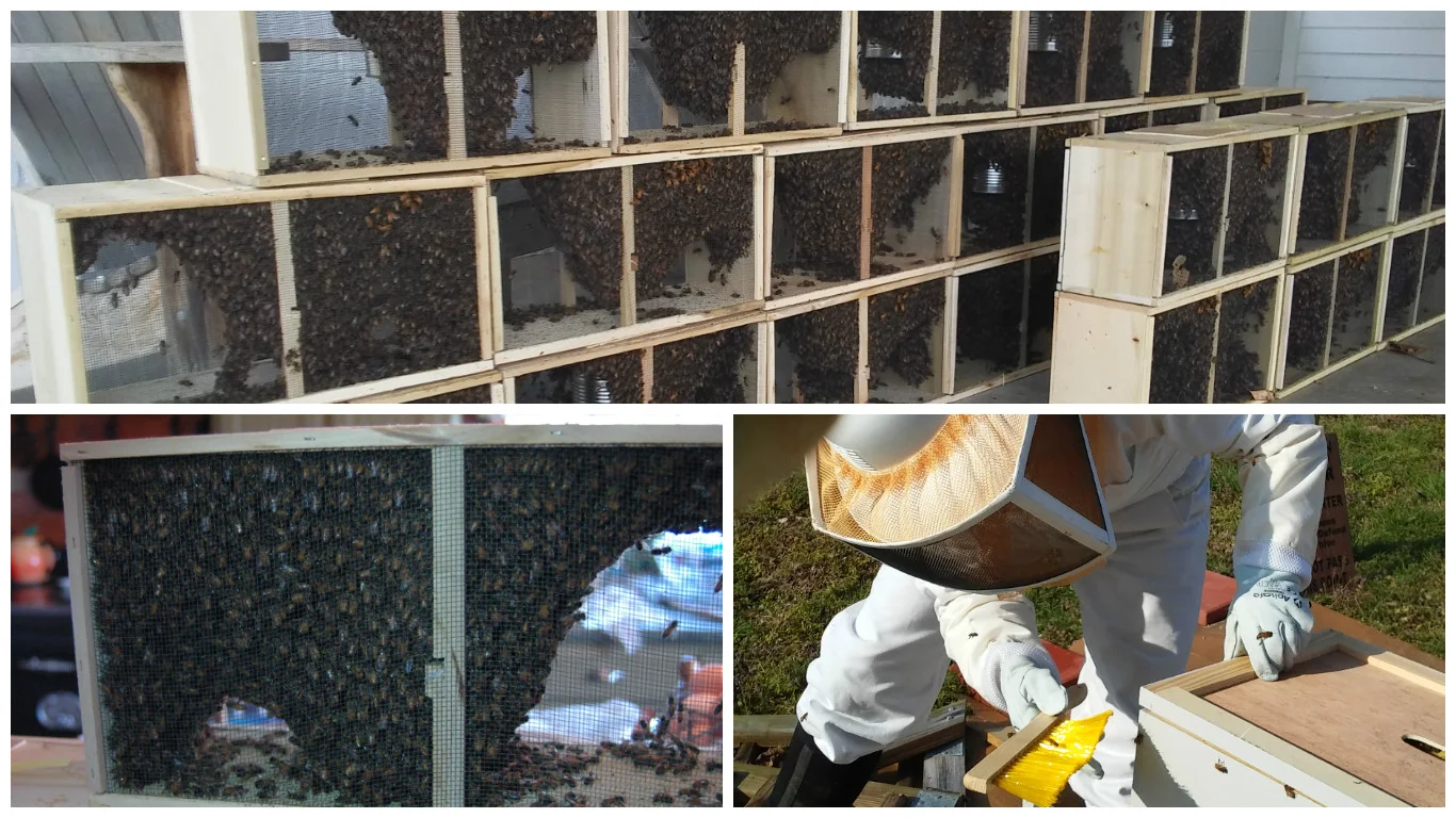 bee pick up and install.jpg
