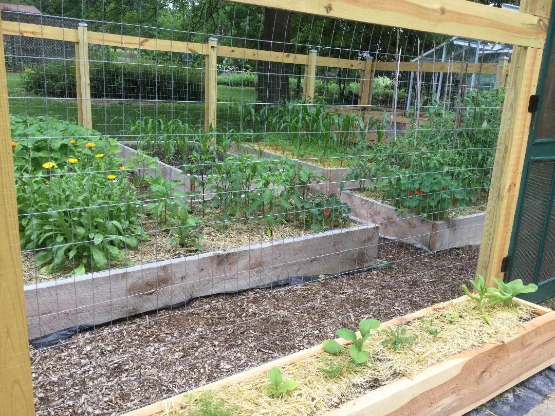 New garden beds for vegetable growing