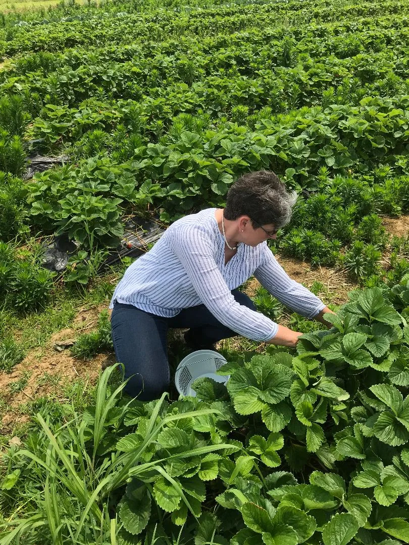picking strawberries at local farm 2019.jpg
