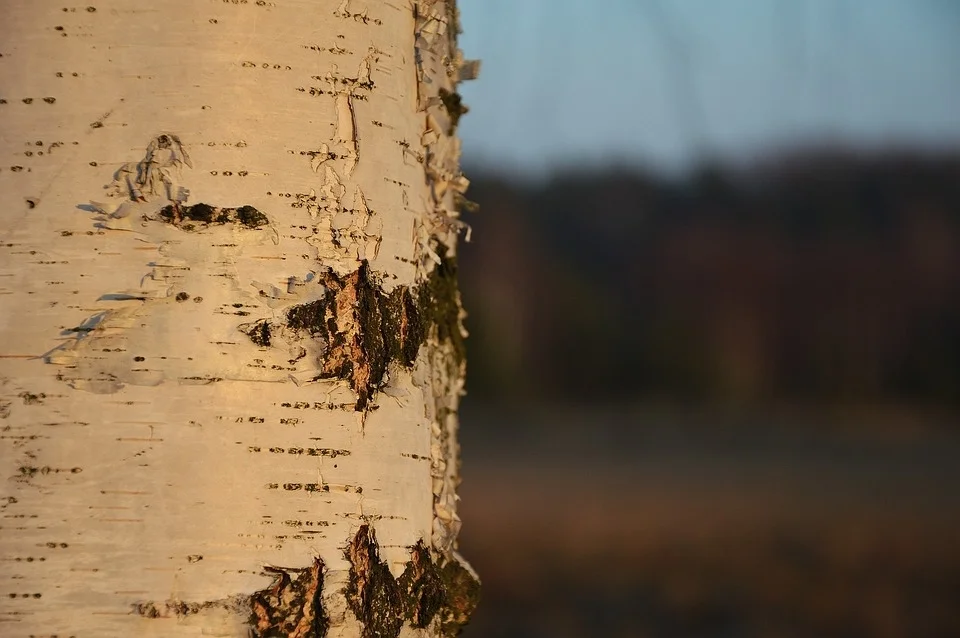 birch-1117034_960_720.jpg