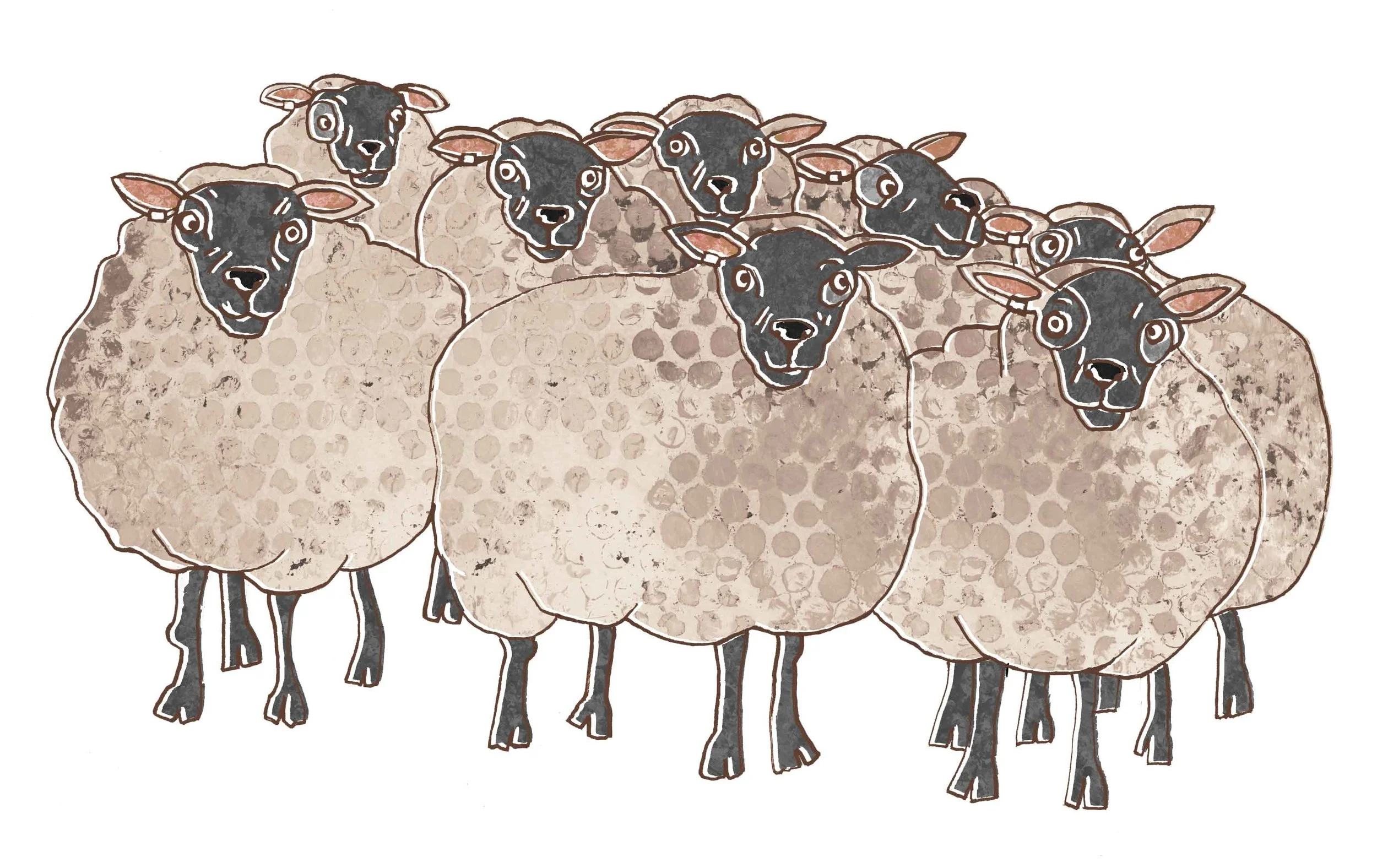 sheep.jpg