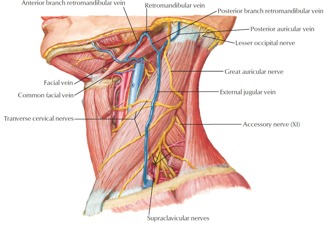 NeckNerves.png