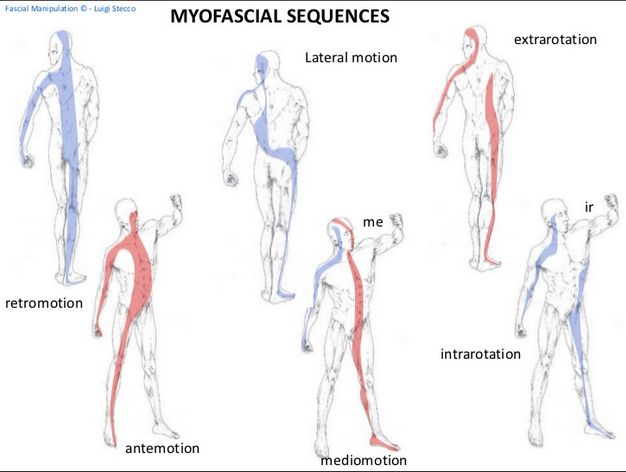 Fascial Manipulation Stecco Method - Brasil