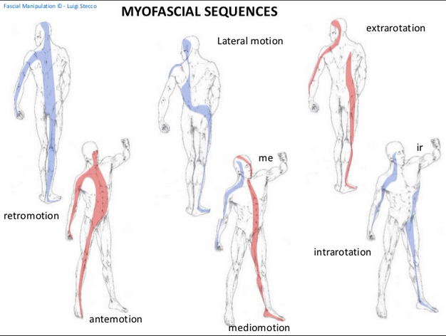 Myofasical Sequences of FM - See how similar in concept they are to other considerations of movement