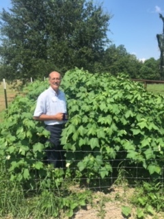 acadianbrowncotton_plant.jpeg