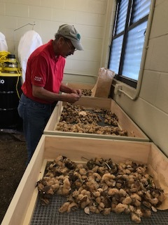 acadianbrowncotton_processing.jpeg