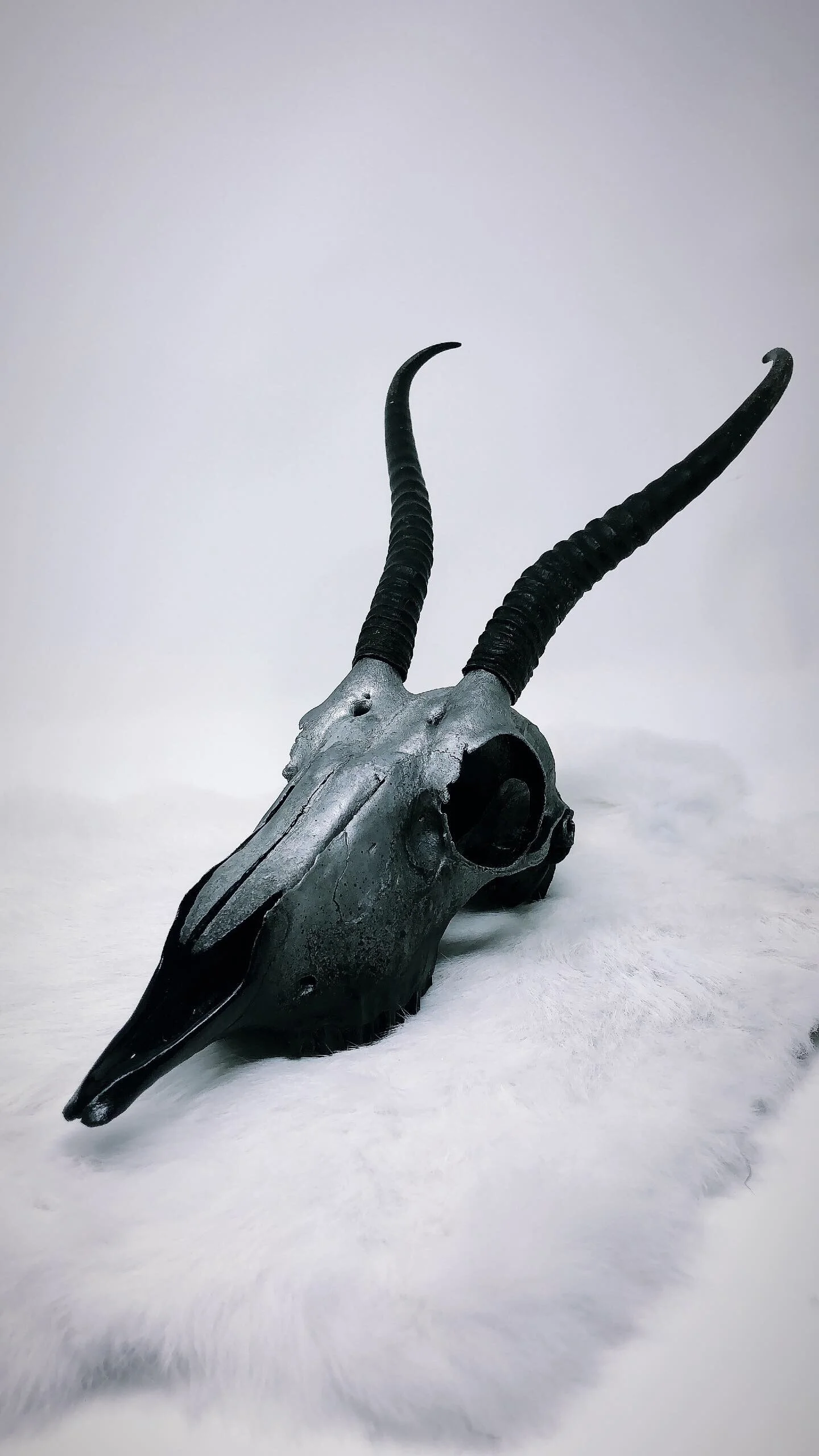 Copy of ravenstone-handpaintedspringbokskull.JPG