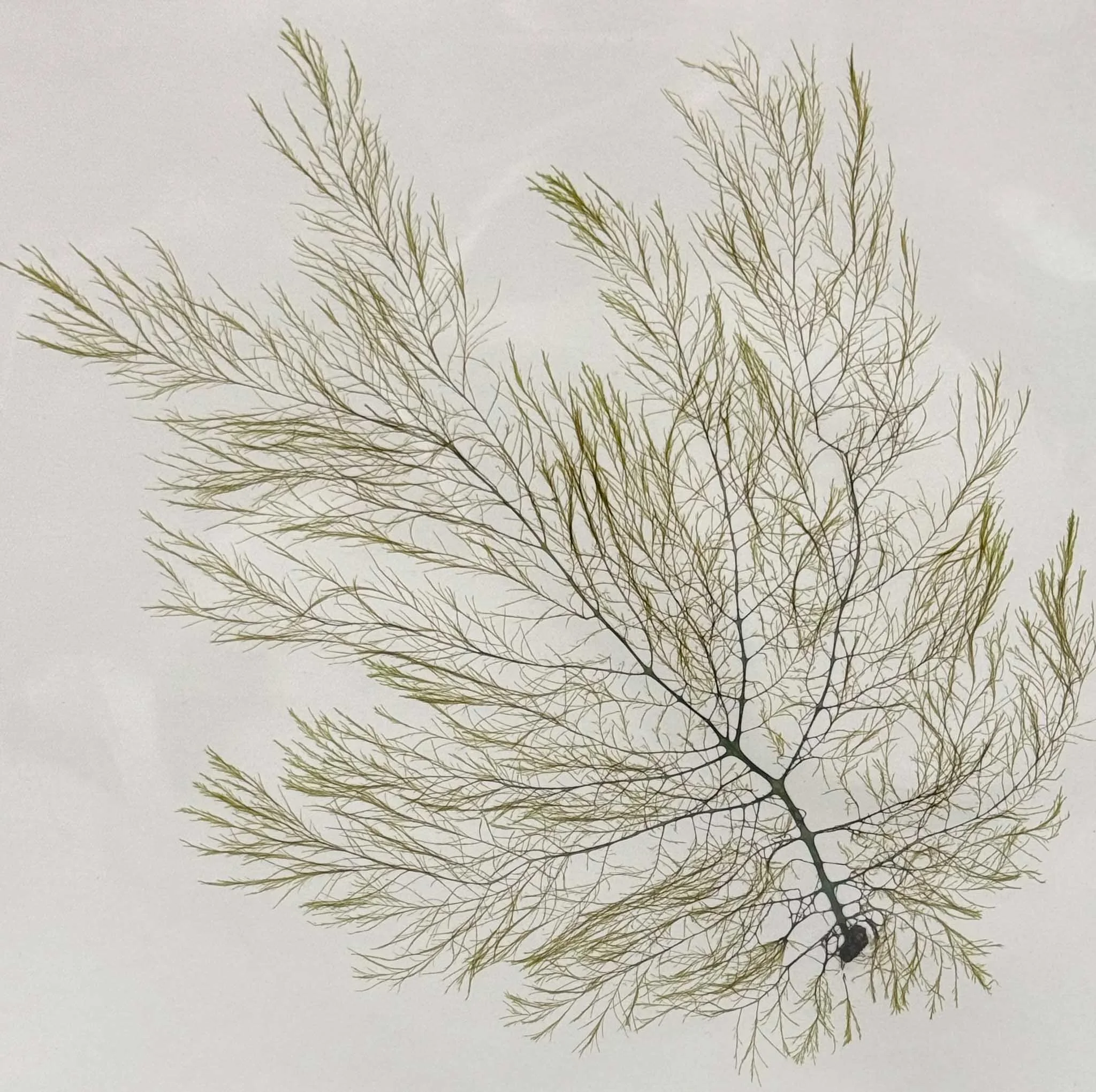 Jones_Angela algae2.jpg