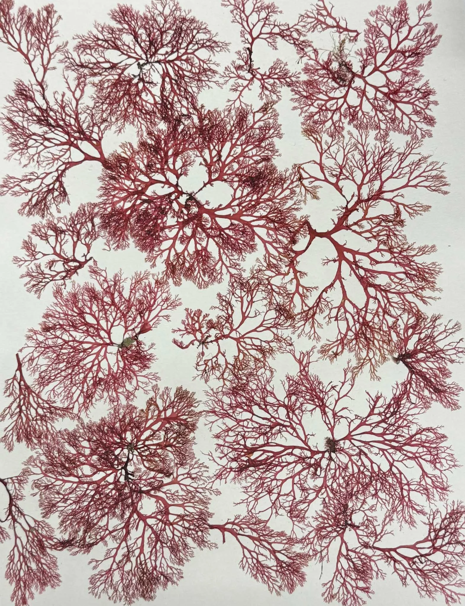 Jones_Angela1 (1).jpg