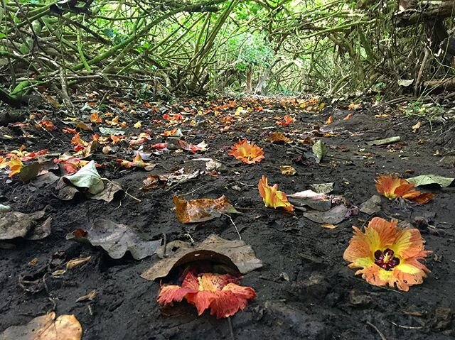 A trail of flowers