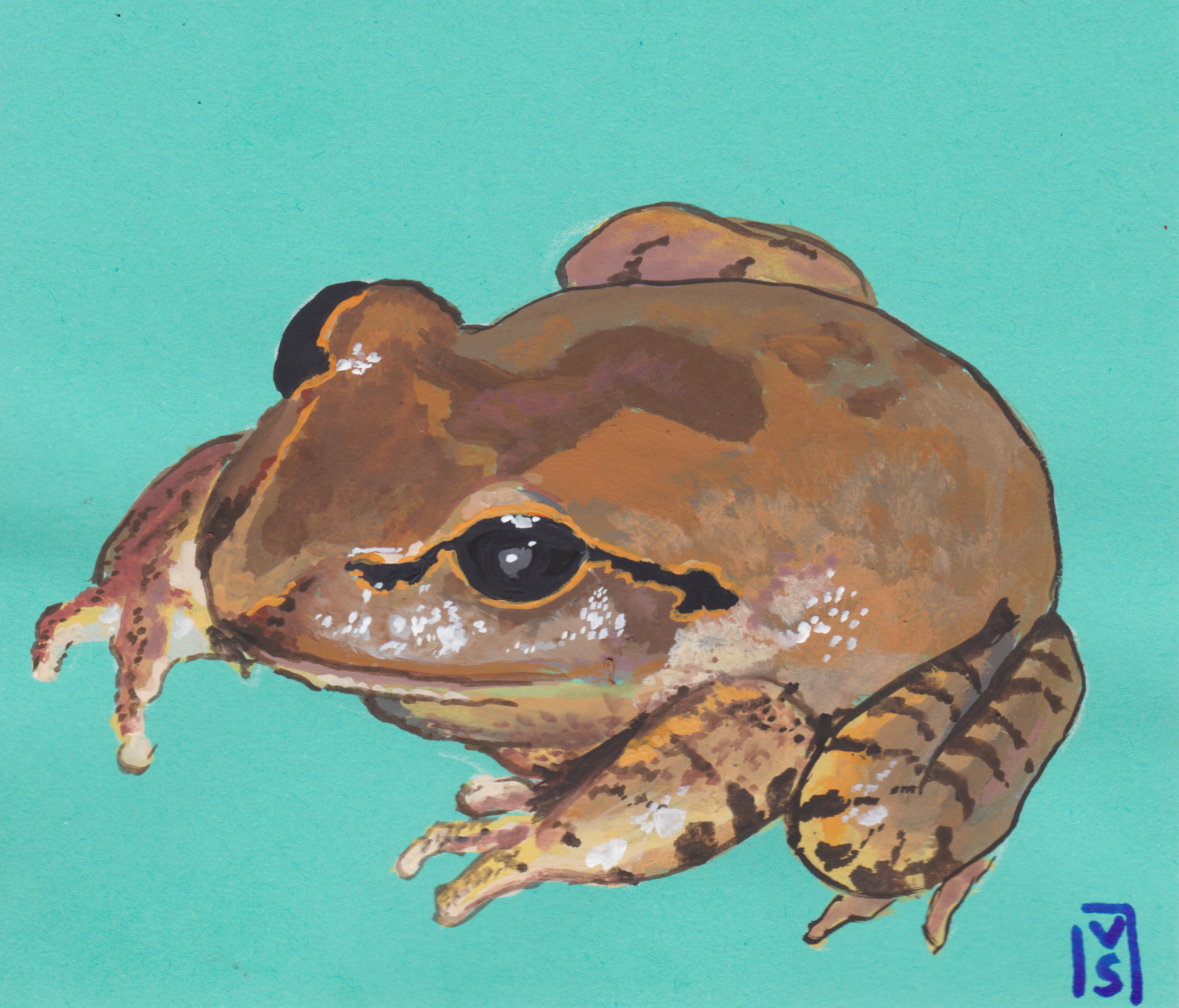 barred frog.png