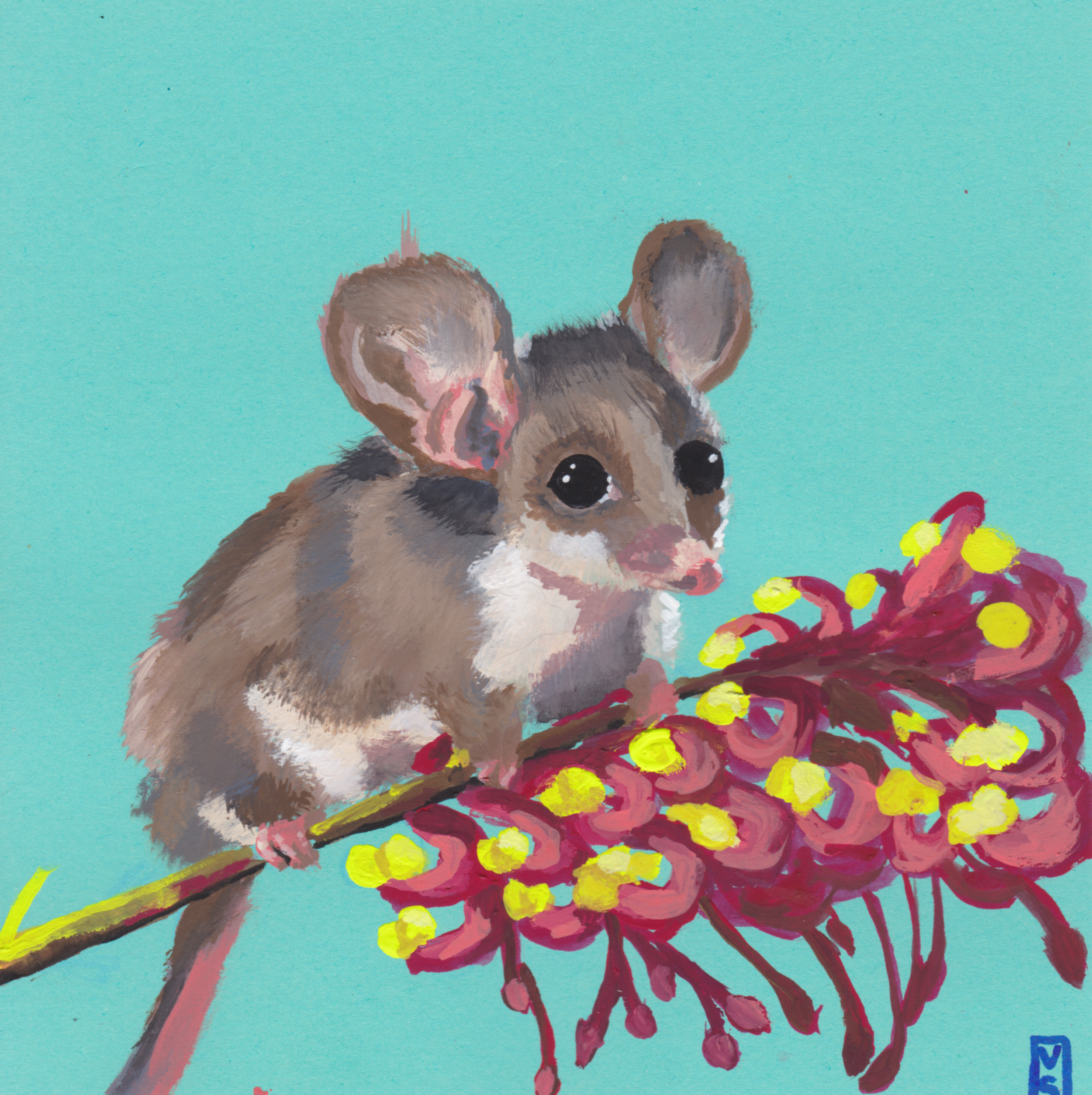 pygmy possum.png