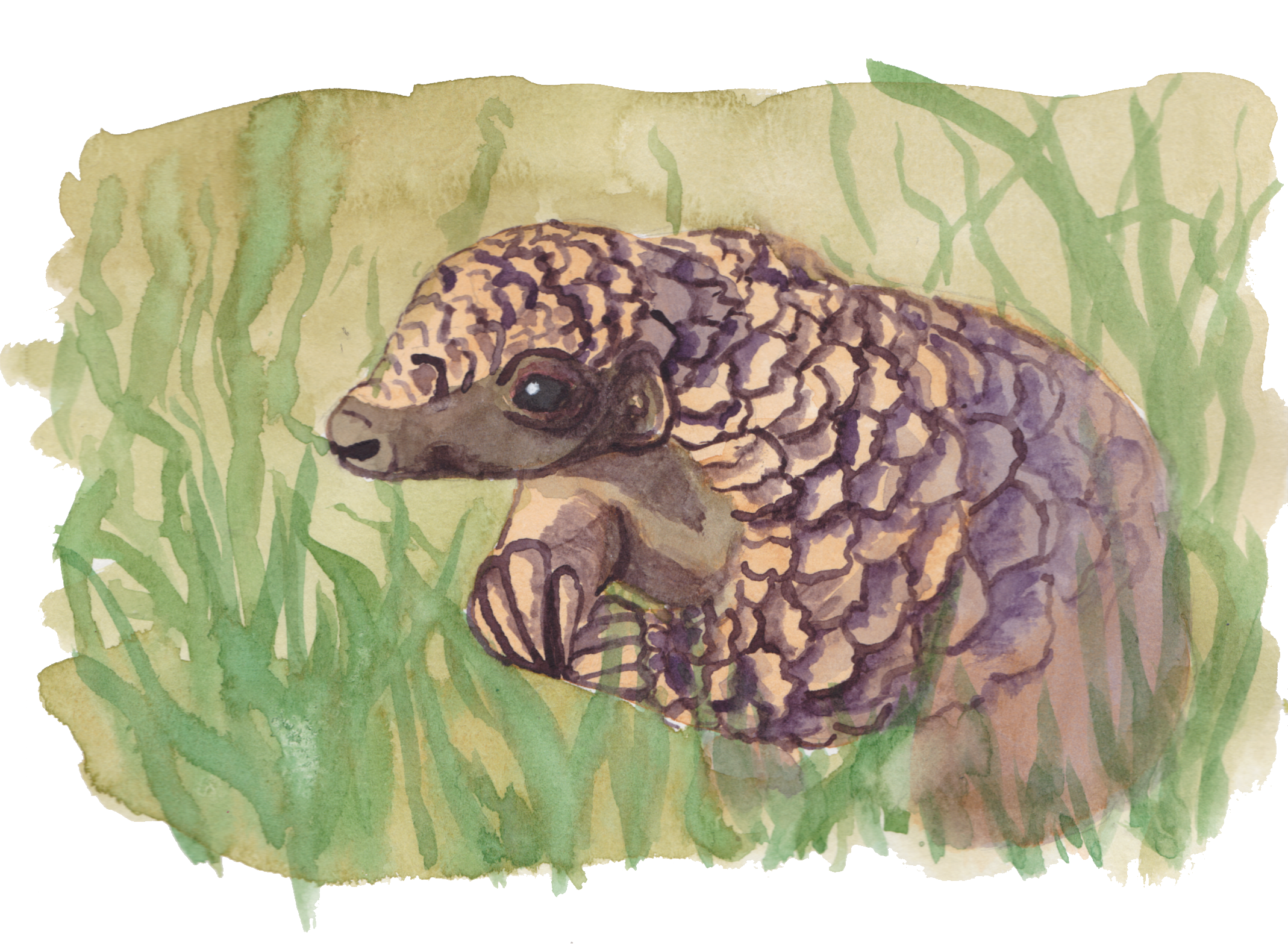 pangolin.png