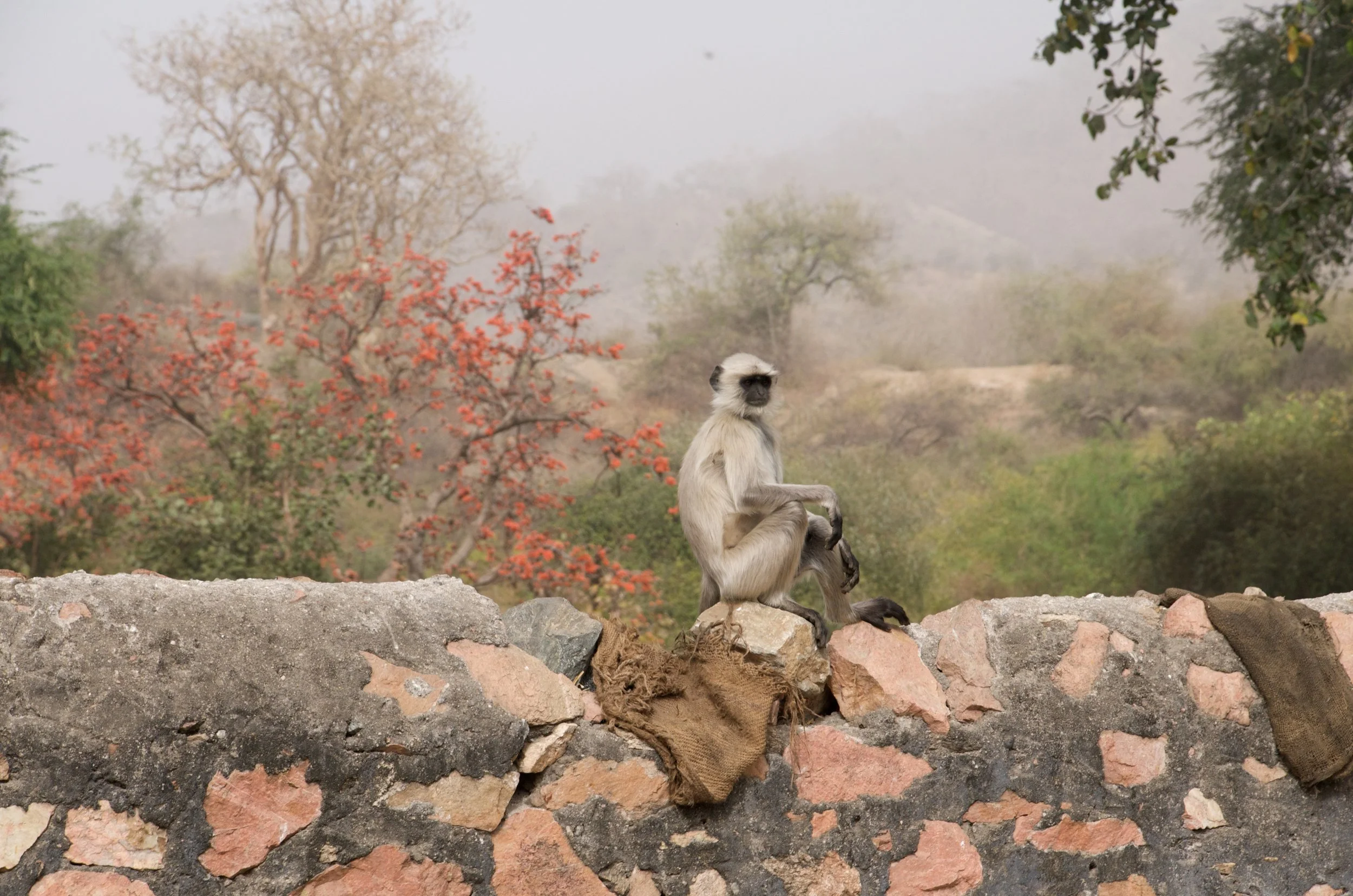 India_2012_JLS_9763.jpg