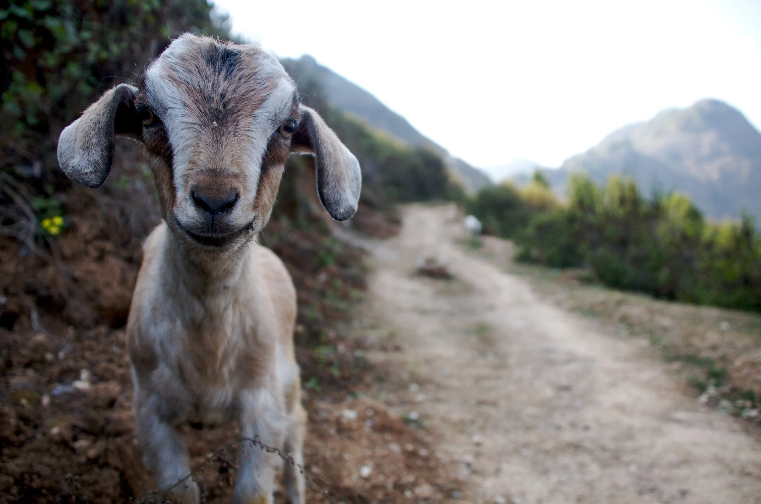 Nepal_2012_JLS_7474.jpg
