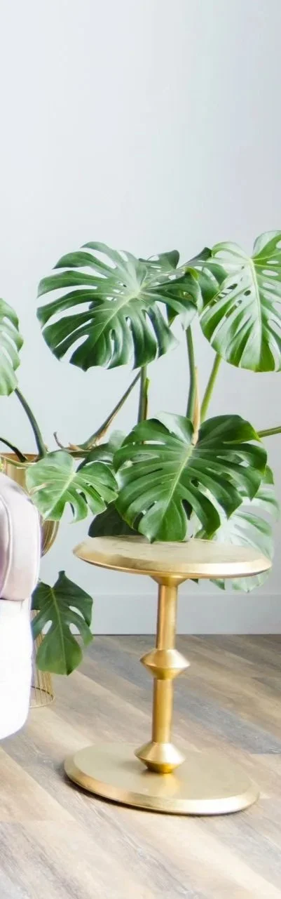 Large monstera plant with broad split leaves in a gold stand next to a white armchair.