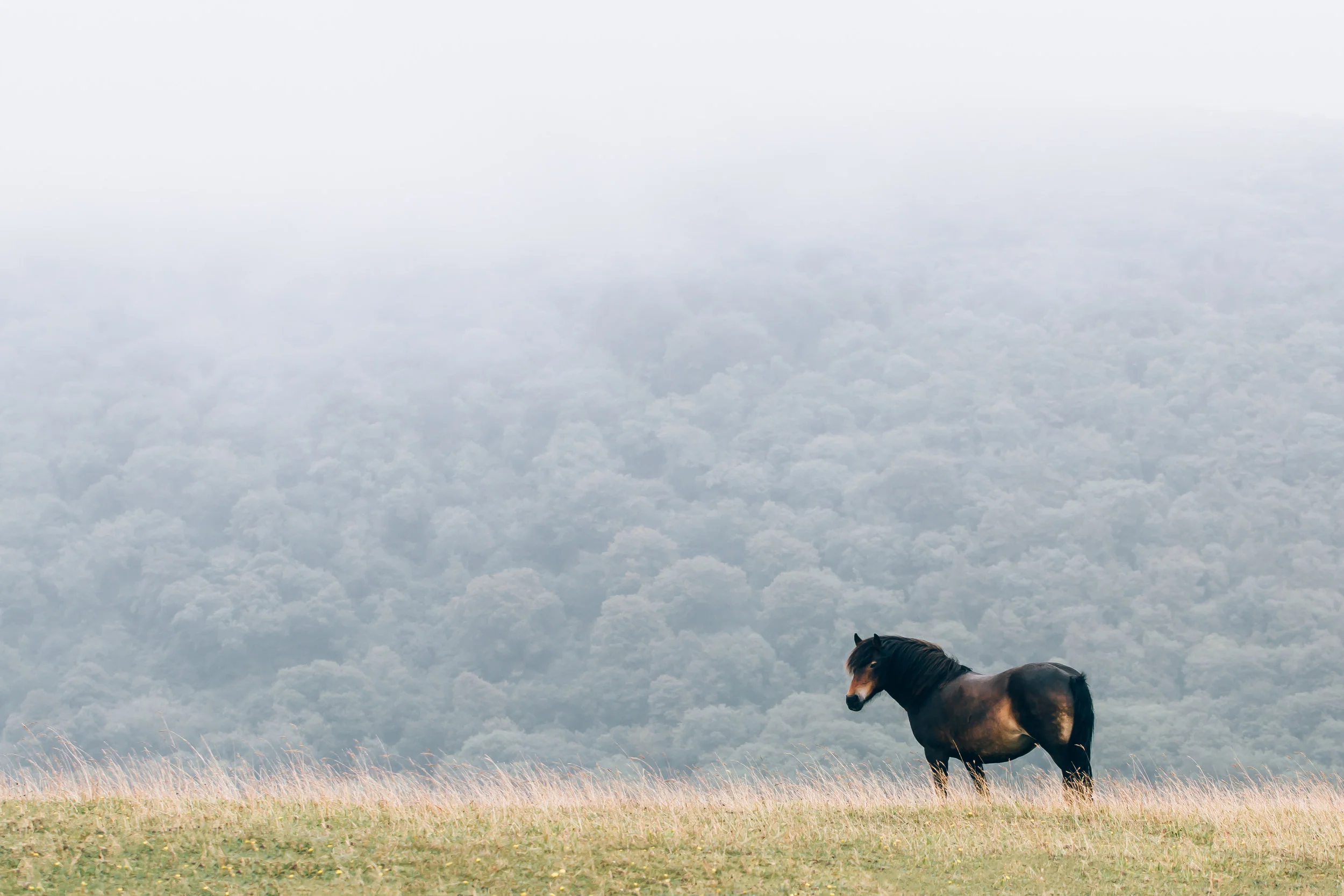 Horse in Field - Home Page.jpg