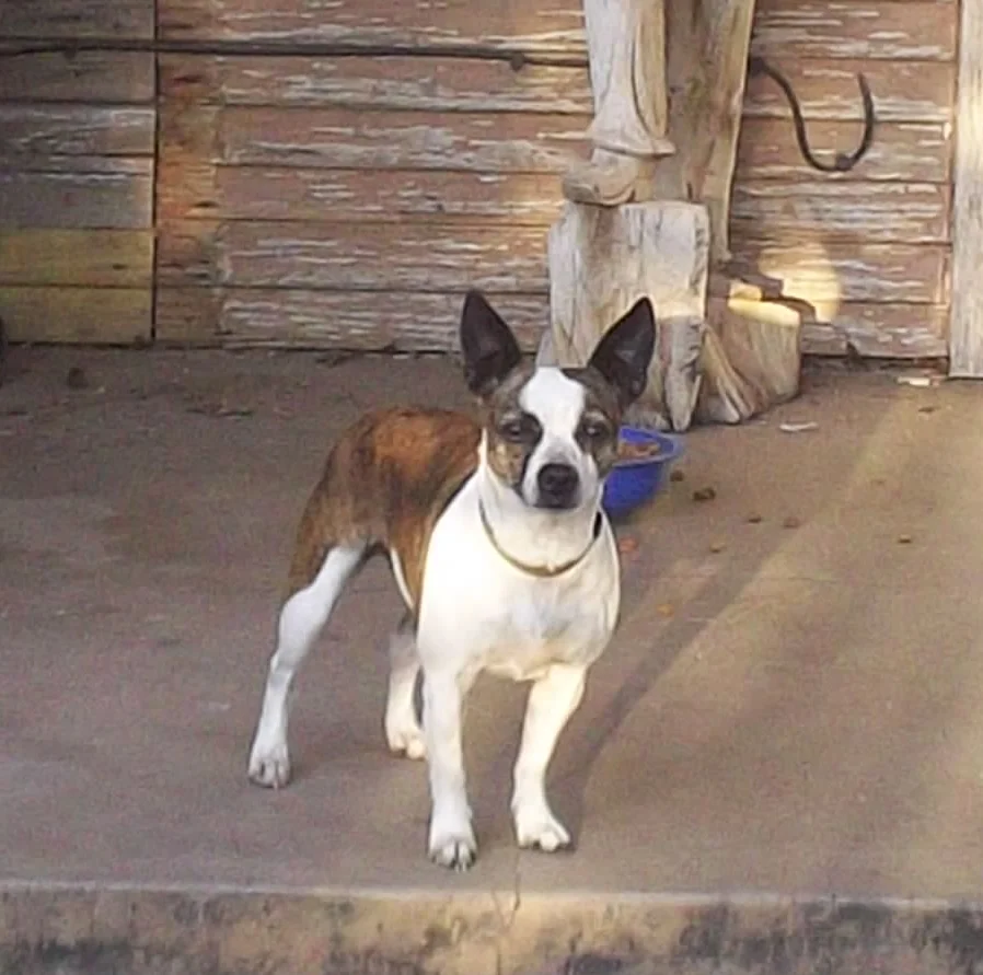 Little buddy Turd