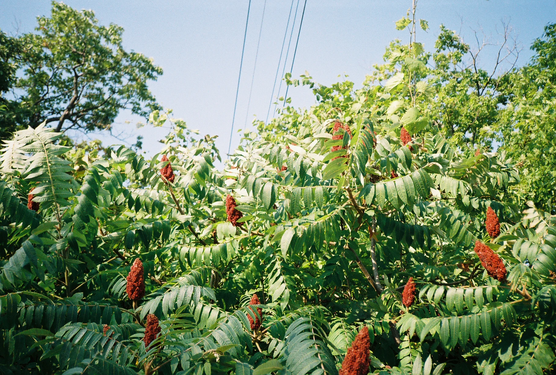 0CB1088-R6-044-20A.jpg