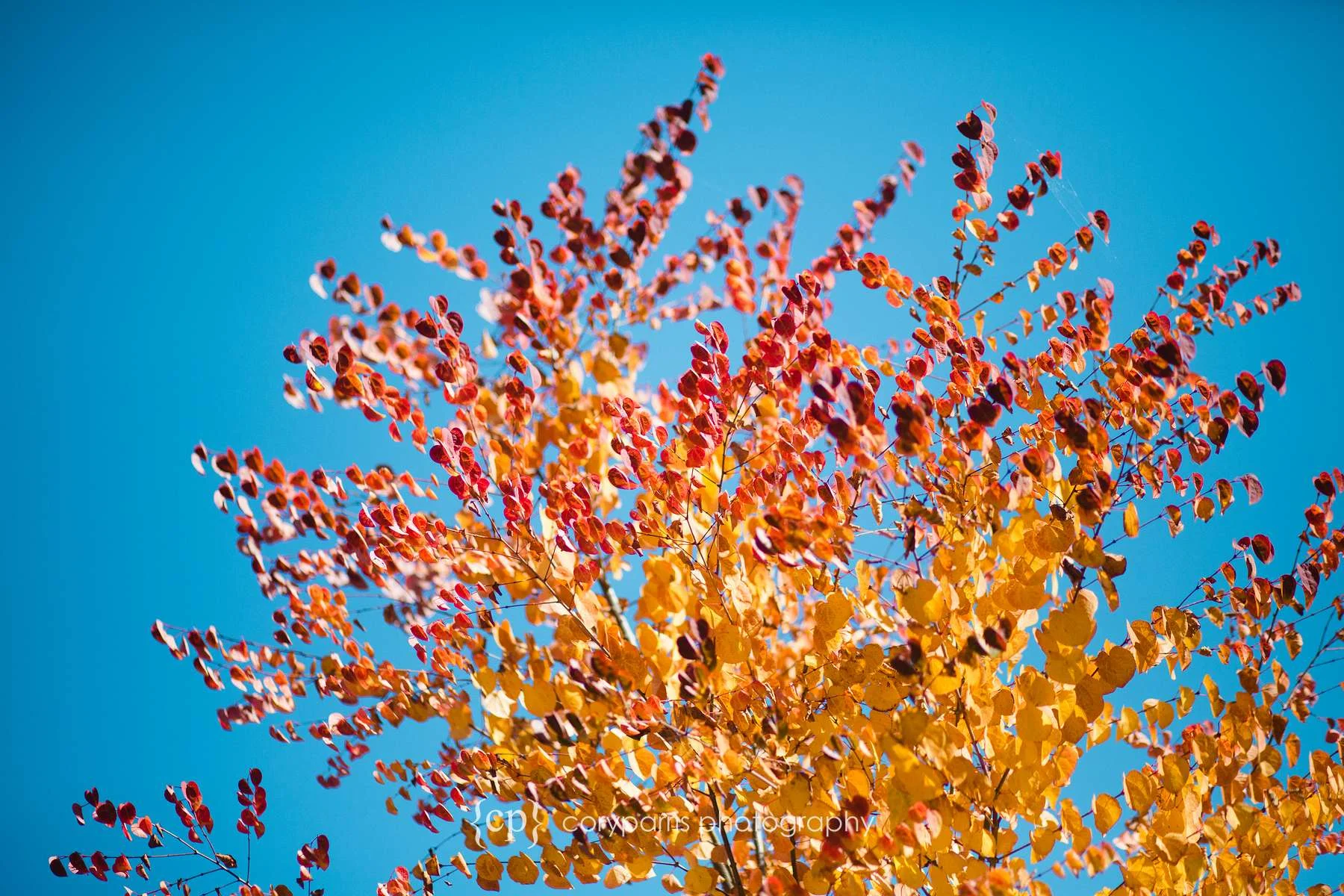 Fall leaves against a blue sky
