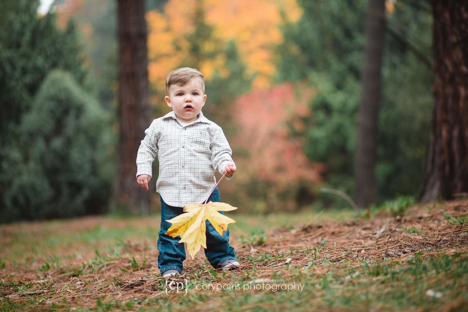 Little boy with fall colors Seattle Portrait Photographer