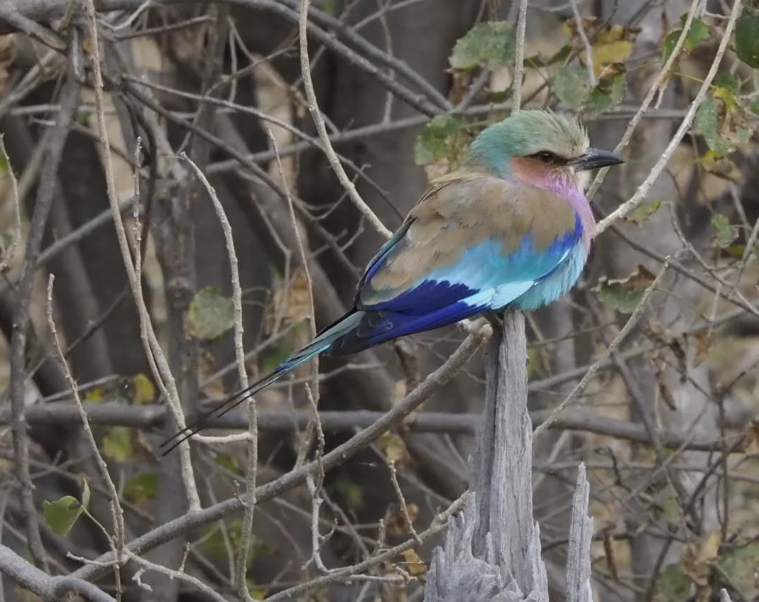 8 Lilac Breasted Roller_9050868.jpg