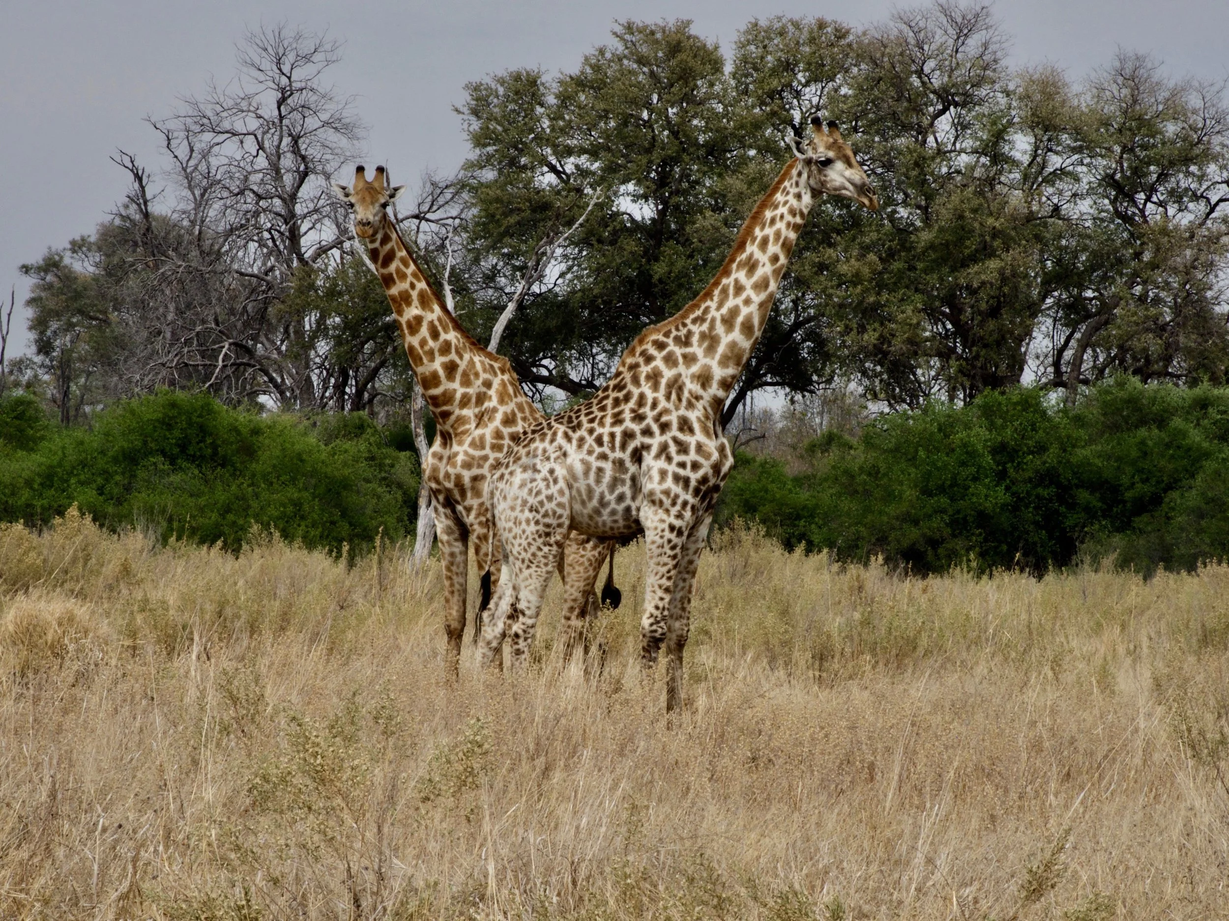9. Two Giraffes._9051015.jpg