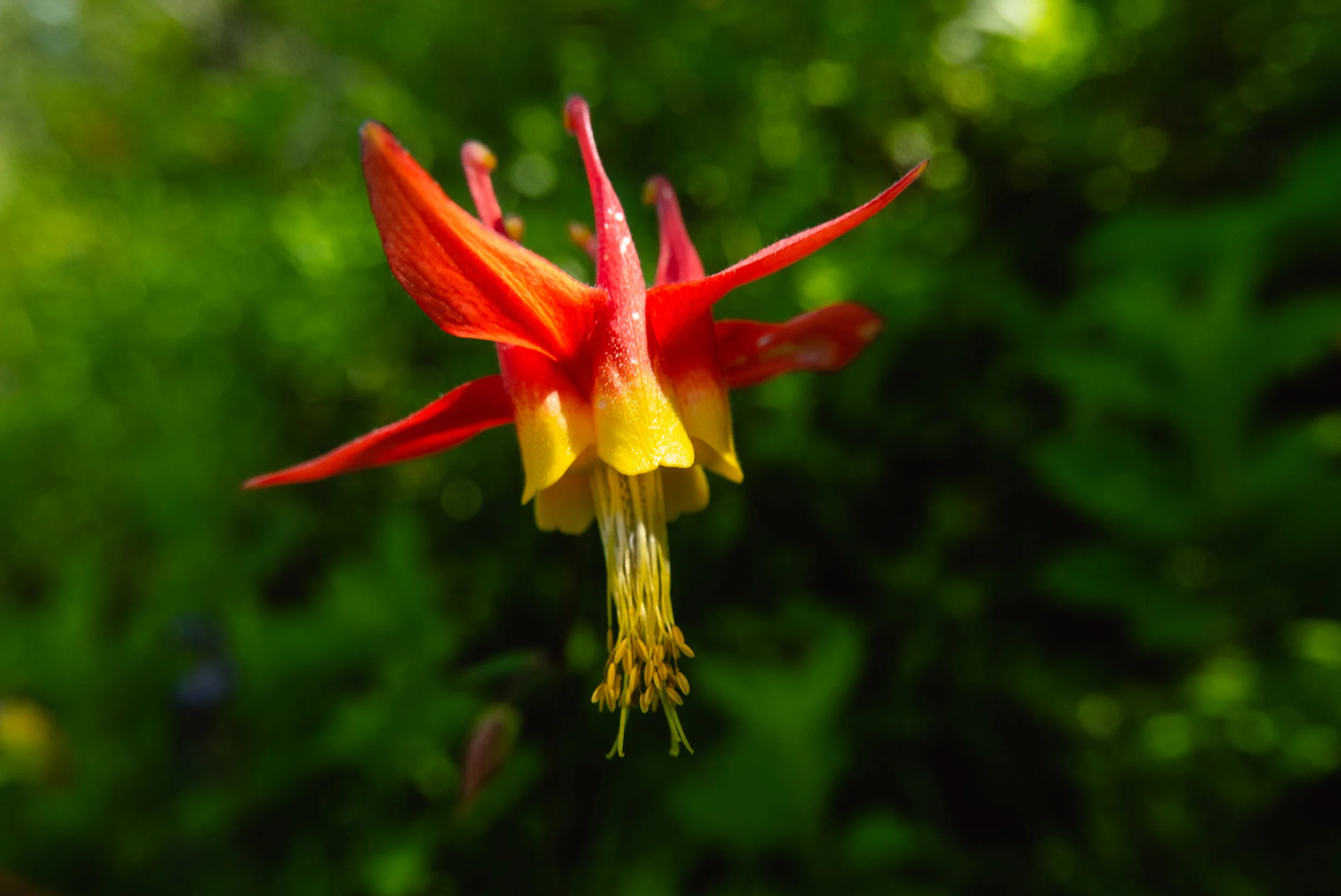 PCT-Flora-Fauna_O'Leary-3.jpg