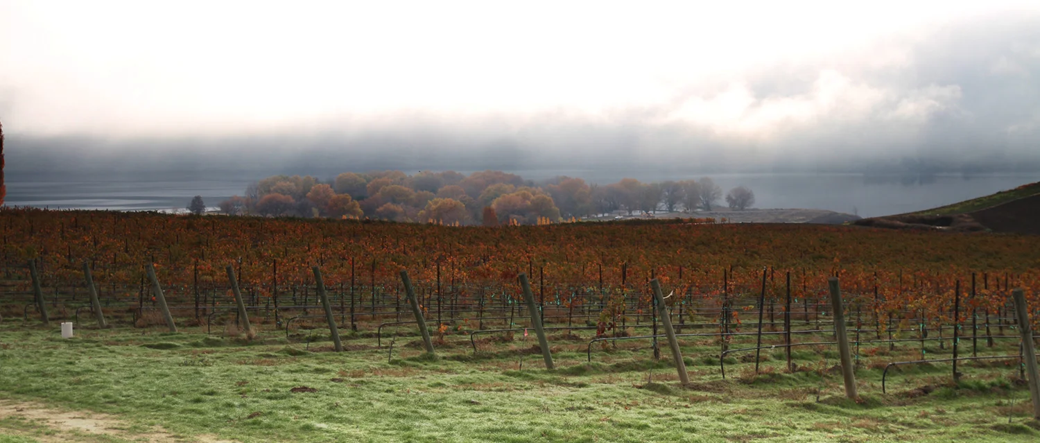 Kamiak-Fall-Vineyard-Pic.jpg
