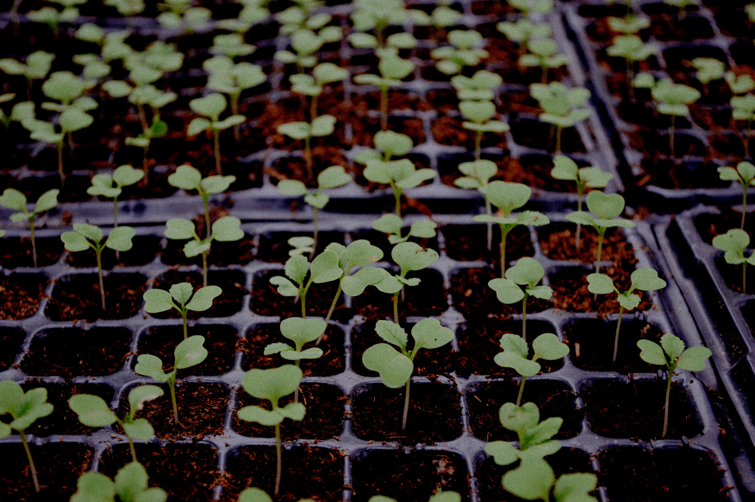Seedlings2.jpg
