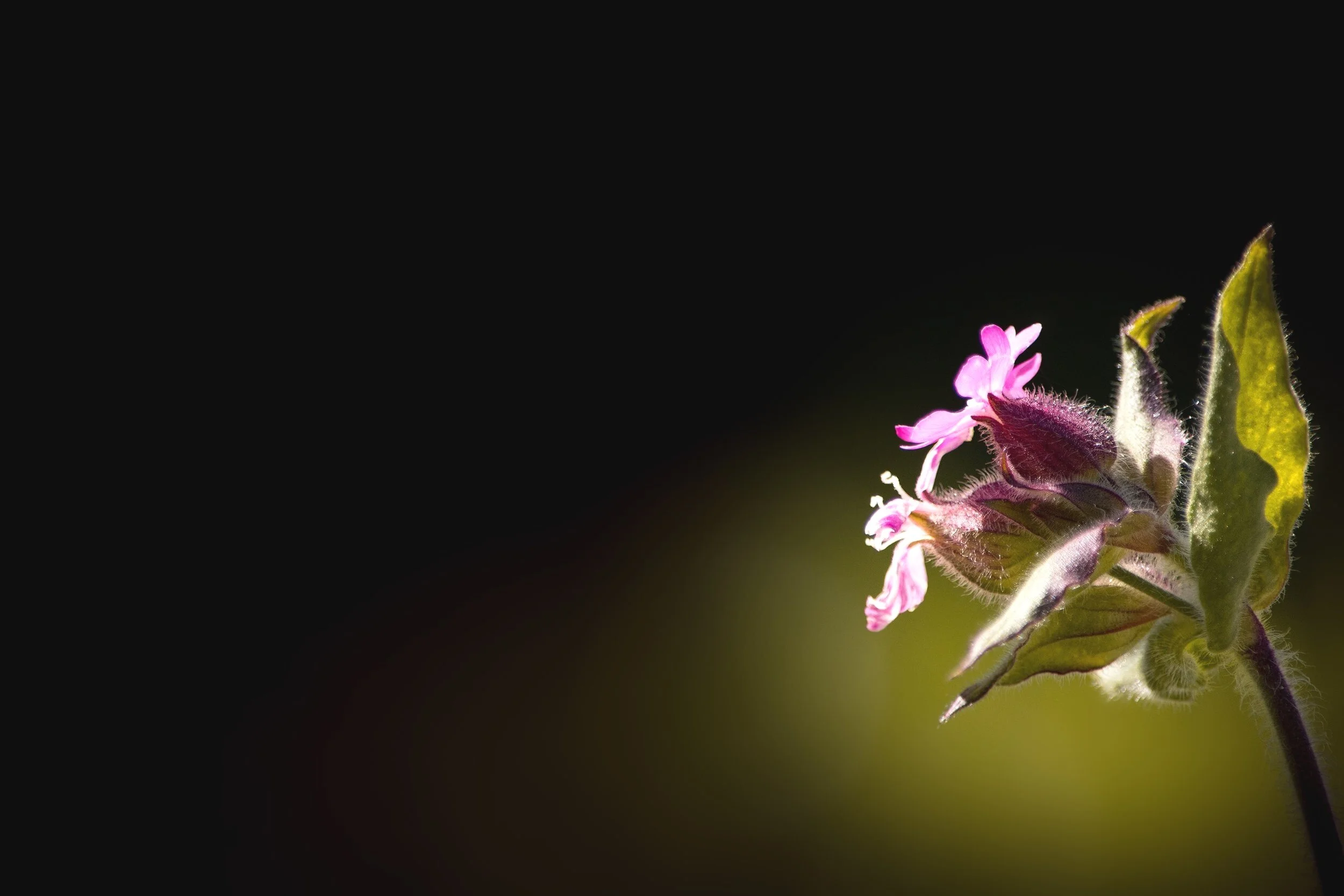 Black+Flower+upper+left.jpg