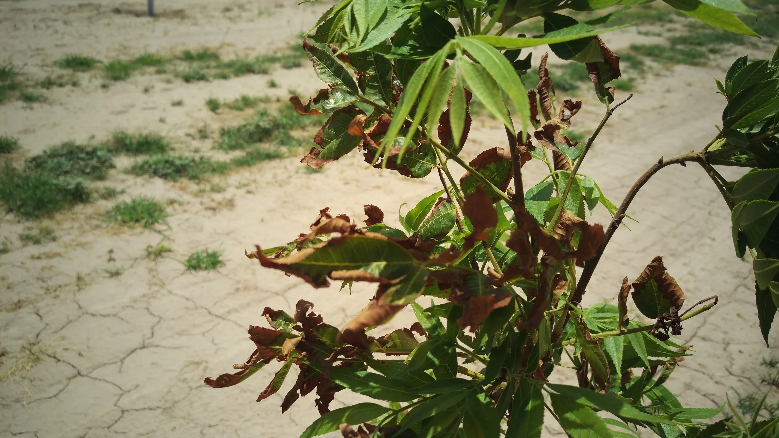 Wind Damaged Pecan Seedlings.jpg