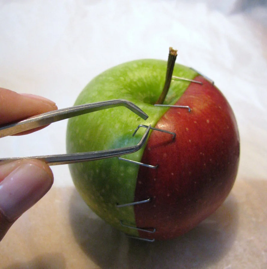  Apple OP by wolkentanzer