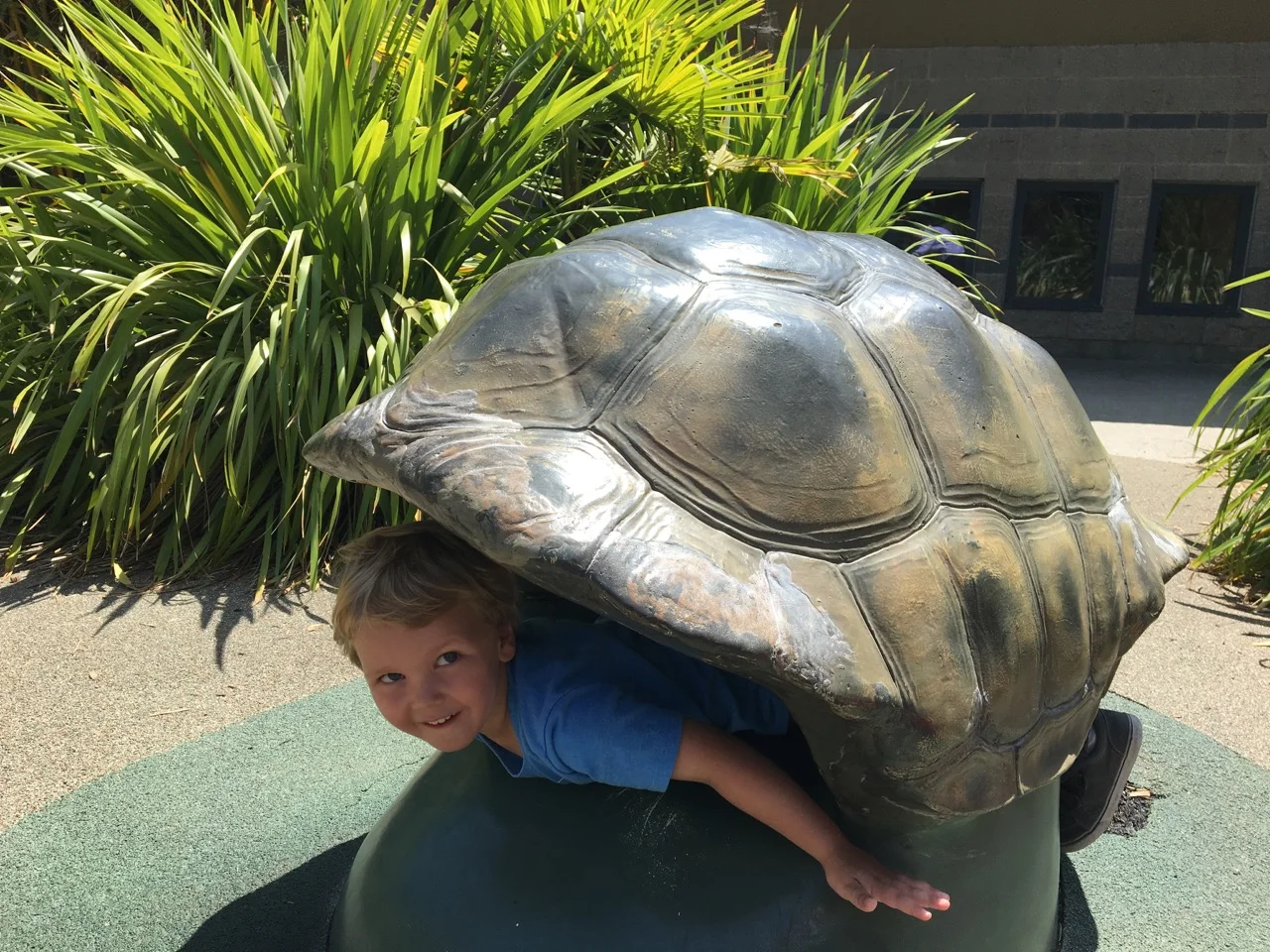 Pretending to be a tortoise (August)