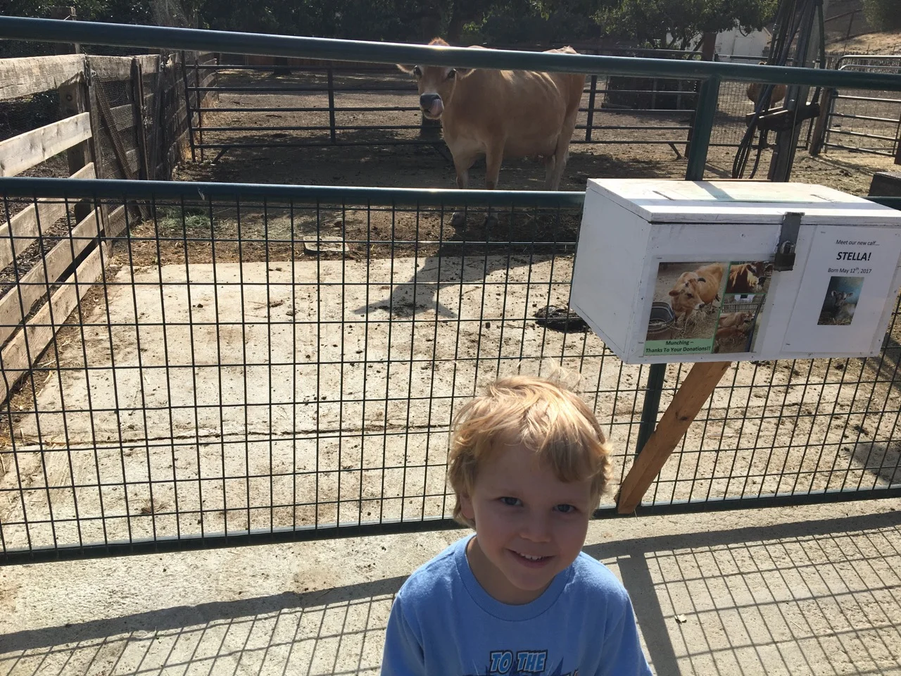 Cow time at the farm (September)
