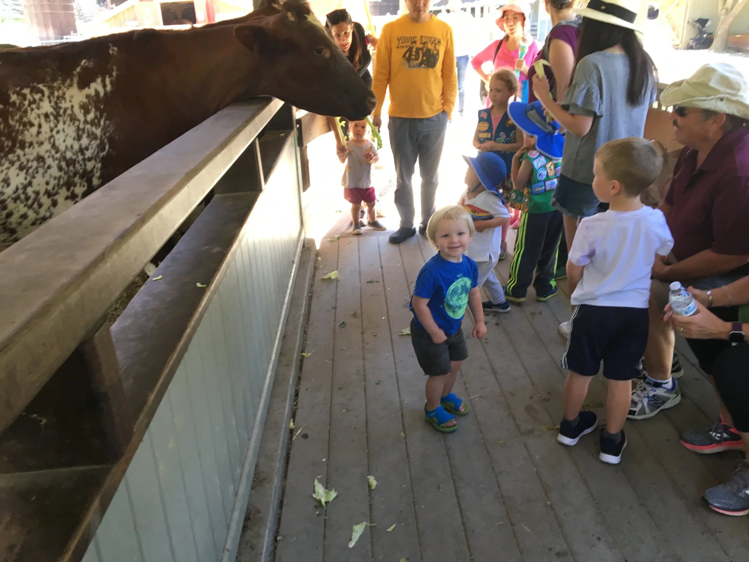 Feeding the cows at Tilden