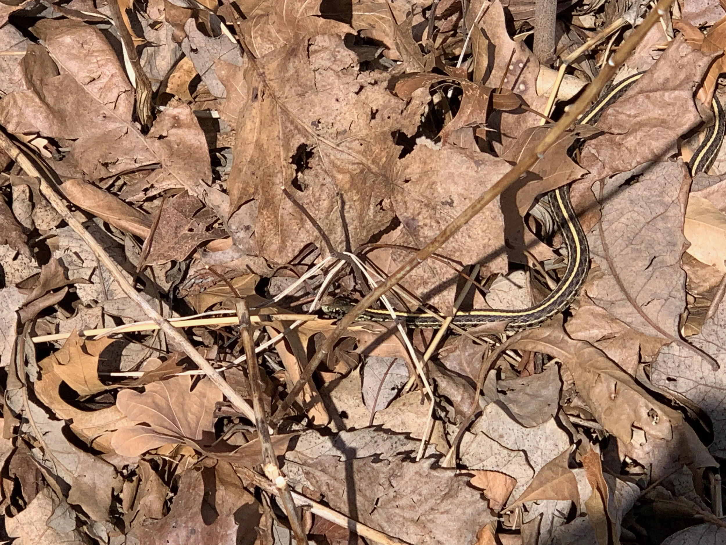 Found a snake friend outside
