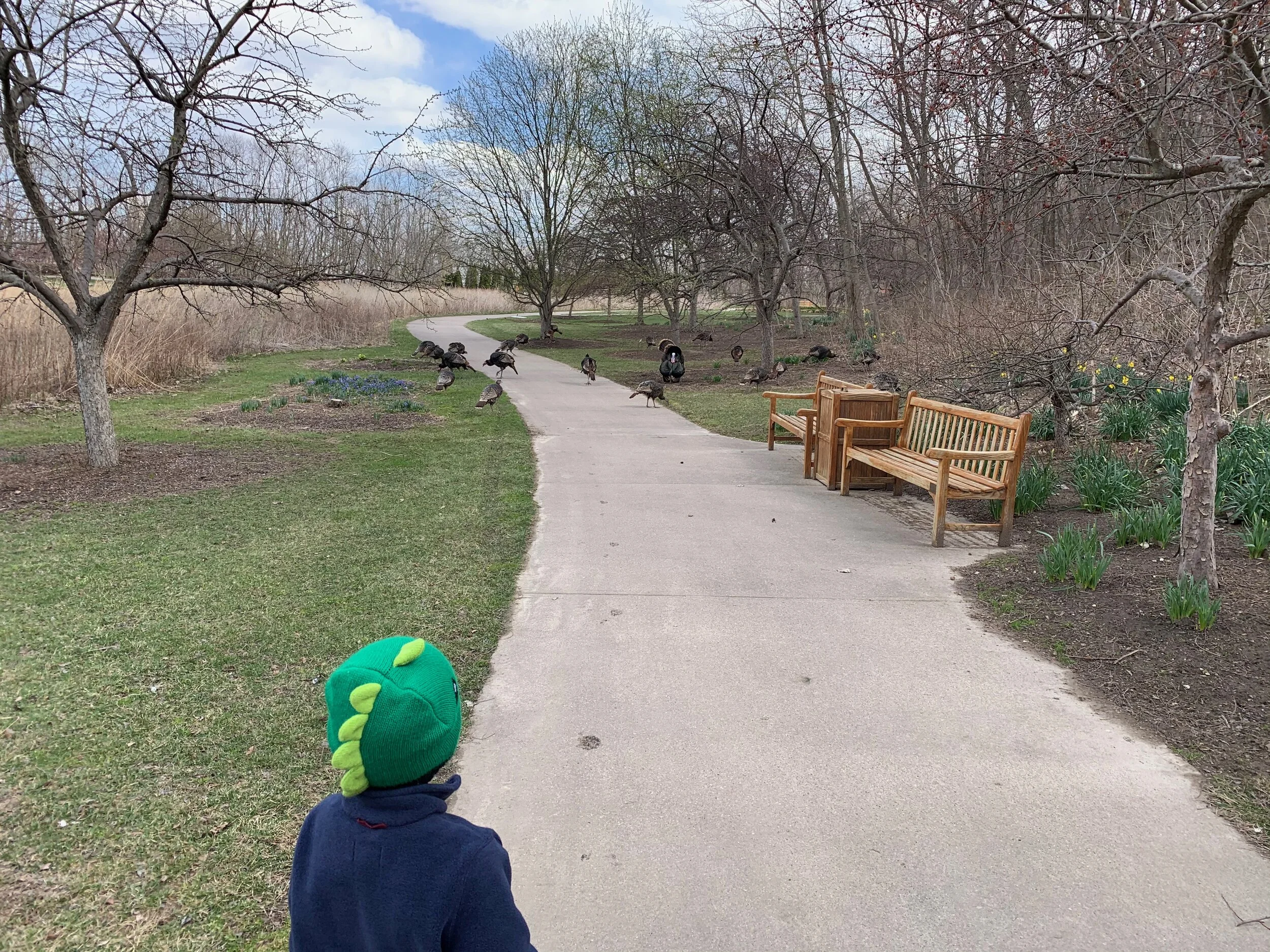 Found a ton of turkeys at the gardens