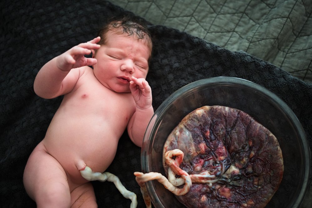 newborn lays beside placenta still attached to the umbilical cord at Dallas homebirth