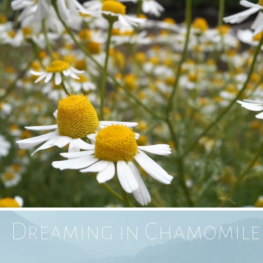 Sleep Deeply with Chamomile