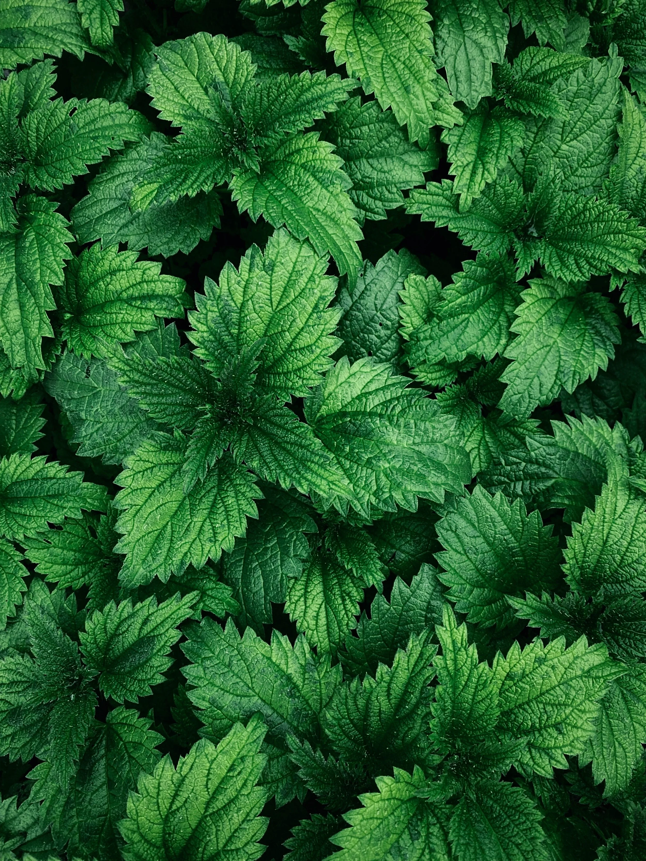 Stinging Nettle: A Powerful Herbal Ally