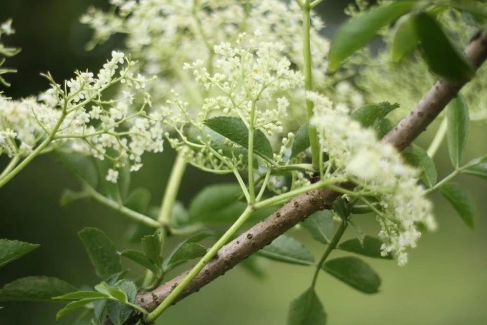 elderflower.jpg