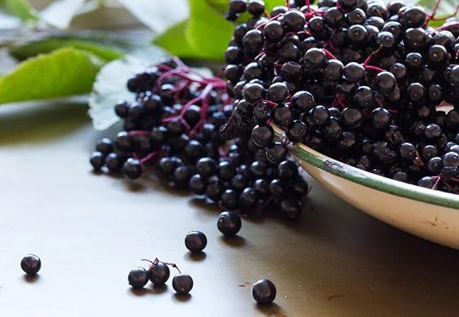 Elderberry-491243226.jpg