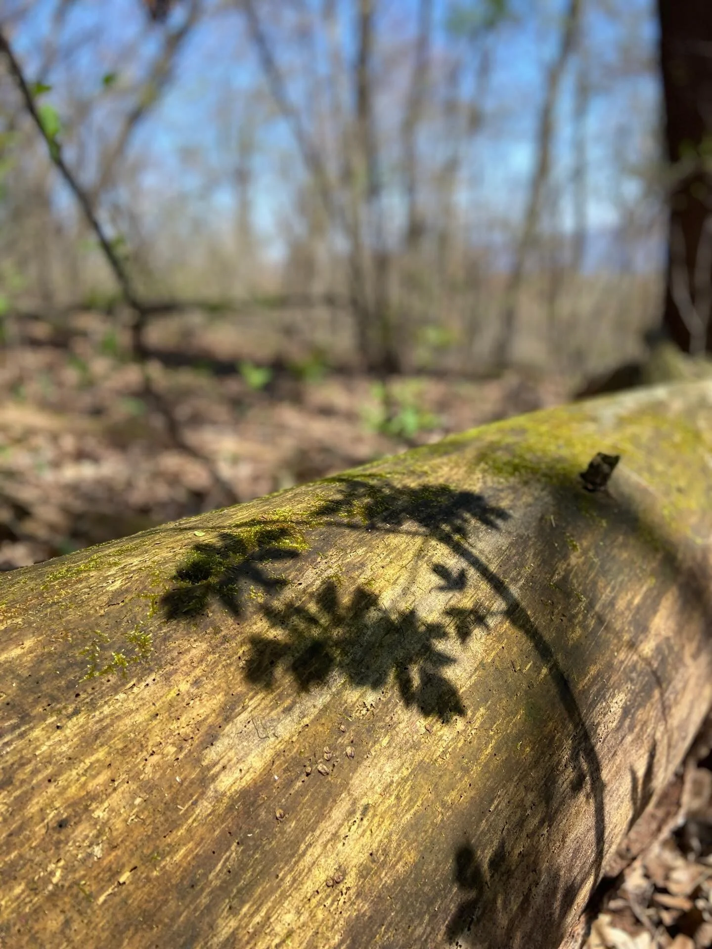 Thank you to the planet for providing not just enjoyment, but our lives- fresh water, food and shelter.

I&rsquo;d love to start using natural paints and dyes in my work. If you&rsquo;re interested in supporting that, please reach out for a conscious