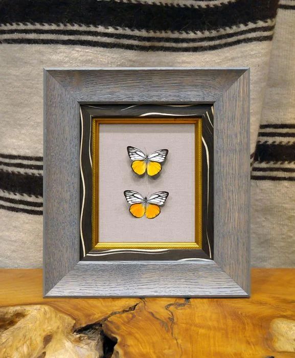 framedbutterflies.jpeg