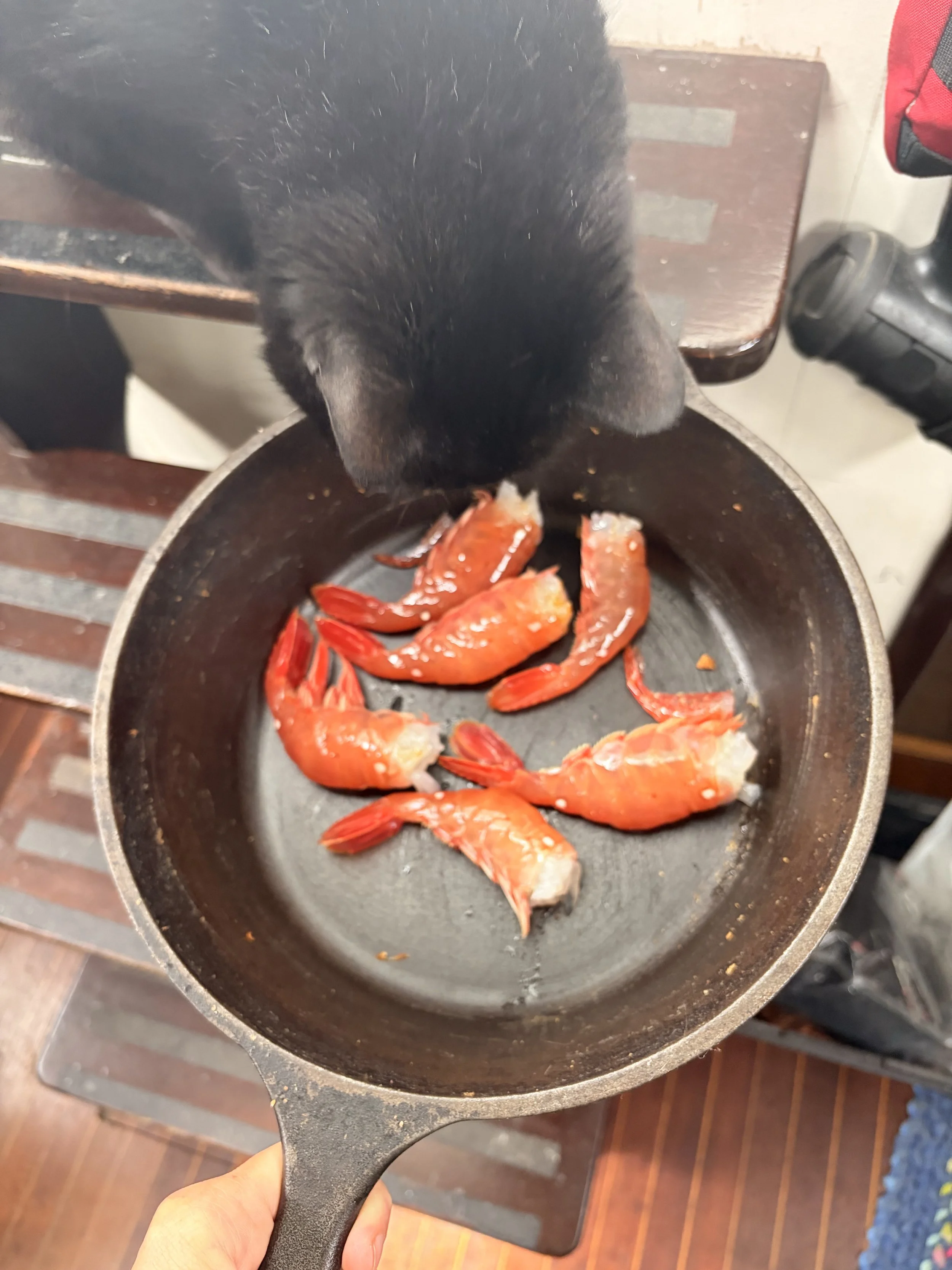 IMG_0203.jpeg